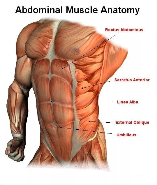 Abdominal Muscle Anatomy